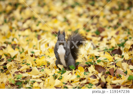 銀杏の森を駆け回るエゾリス 銀杏の森を駆け回るエゾリス 119147236