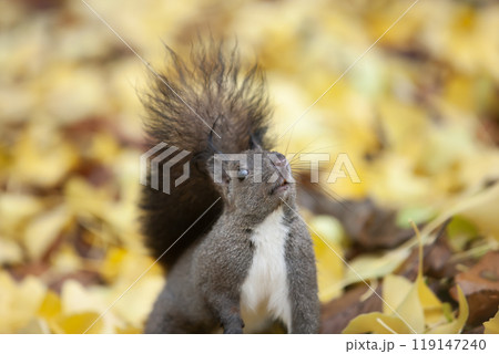 銀杏の森を駆け回るエゾリス 119147240