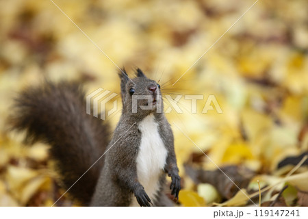 銀杏の森を駆け回るエゾリス 119147241