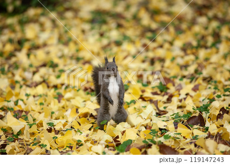 銀杏の森を駆け回るエゾリス 119147243