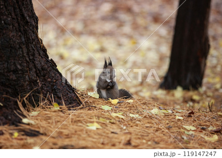 銀杏の森を駆け回るエゾリス 119147247