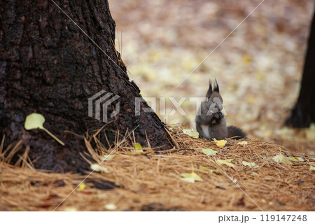 銀杏の森を駆け回るエゾリス 119147248