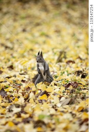 銀杏の森を駆け回るエゾリス 119147254