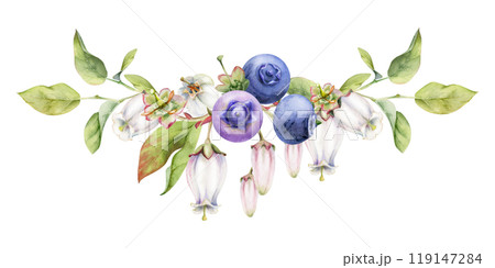 Blueberry blackberry with white pink bell flowers, hand drawn in watercolor, ripe forest berry bunch on branches. Isolated botanical garland illustration. Restaurant, dessert cafe menu, farmers market 119147284