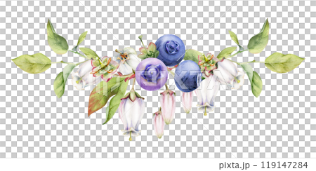 Blueberry blackberry with white pink bell flowers, hand drawn in watercolor, ripe forest berry bunch on branches. Isolated botanical garland illustration. Restaurant, dessert cafe menu, farmers market 119147284