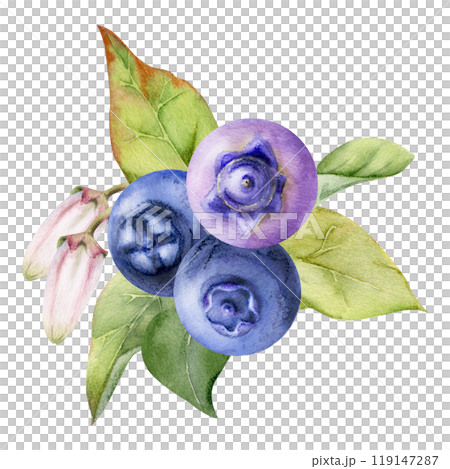 Blueberry blackberry with white pink bell flowers, hand drawn in watercolor, ripe forest berry cluster bunch. Buttonhole isolated botanical illustration. Restaurant, dessert cafe menu, farmers market Blueberry blackberry with white pink bell flowers, hand drawn in watercolor, ripe forest berry cluster bunch. Buttonhole isolated botanical illustration. Restaurant, dessert cafe menu, farmers market 119147287