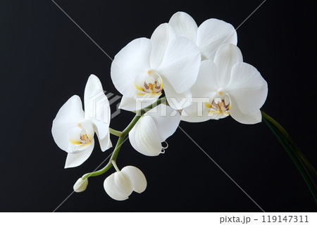 胡蝶蘭 胡蝶蘭 119147311