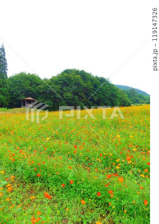 満開のコスモス　秋桜　コスモスベルグ　面白山高原 119147326