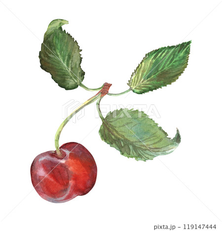 Cherry with leaves in watercolor hand drawn. Ripe red berry on bunch of cherries. One cherry are painted very brightly and with rich colors. It is included in the 2024 fruit series. This illustration Cherry with leaves in watercolor hand drawn. Ripe red berry on bunch of cherries. One cherry are painted very brightly and with rich colors. It is included in the 2024 fruit series. This illustration 119147444