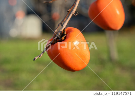 かき カキ 柿 119147571