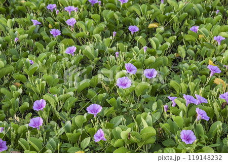 沖縄の砂浜に咲くハマヒルガオ 119148232