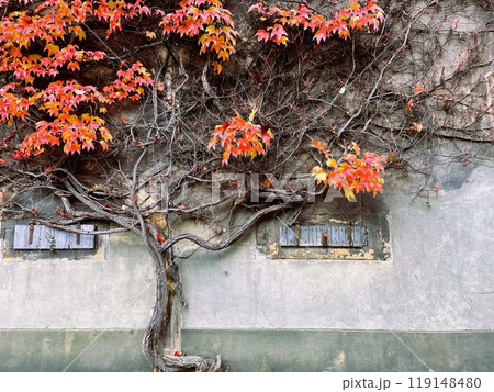 紅葉した蔦 紅葉した蔦 119148480