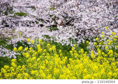 《ほのぼの春素材》桜と菜の花 119148564