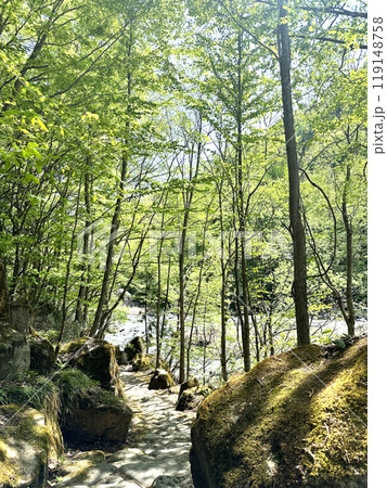 新緑の小道 新緑の小道 119148758