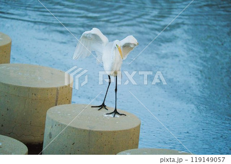 立ち姿がかっこ良きダイサギ 119149057