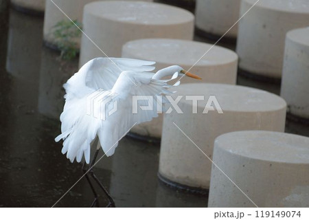 落っこちそうなダイサギ 落っこちそうなダイサギ 119149074