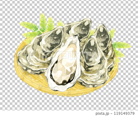 竹ざるに乗った牡蠣　料理・食べ物の手描き水彩イラスト素材 119149379