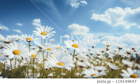 blooming meadow of chamomile and wildflowers, blue sky on a sunny spring day, blurred background 119149647