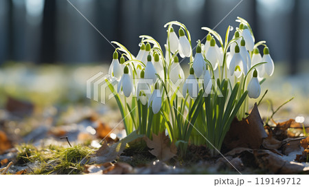 clearing with snowdrops in the spring forest at sunset 119149712
