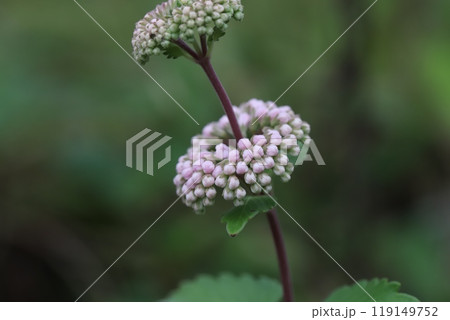 秋の庭に咲く薄桃色のダンギクの花 119149752