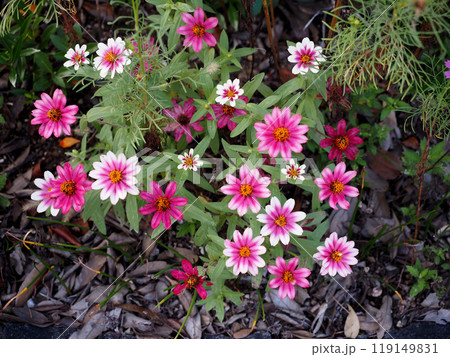 色とりどりのジニアプロフュージョン（薄いクリーム色と濃い赤紫色の百日草） 119149831