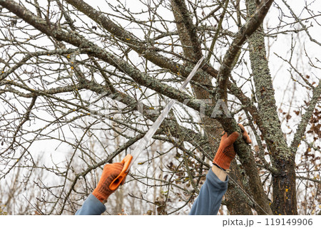 Pruning trees in an autumn garden. Close-up of hands with a saw cutting old branches. 119149906