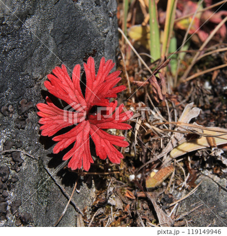 Bright red plant growing near Lobuche, Nepal. Bright red plant growing near Lobuche, Nepal. 119149946