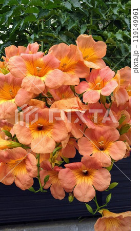 満開のノウゼンカズラ 119149961