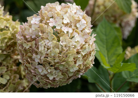 Hydrangea arborescens Candybelle Lollypop (Bubblegum) flowers in garden 119150066