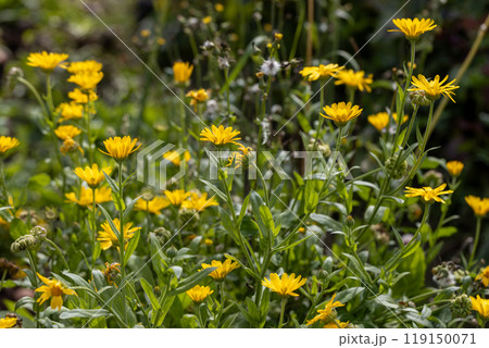 Yellow calendula flowers in the garden Yellow calendula flowers in the garden 119150071
