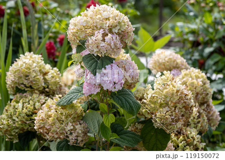 Hydrangea arborescens Candybelle Lollypop (Bubblegum) flowers in garden Hydrangea arborescens Candybelle Lollypop (Bubblegum) flowers in garden 119150072