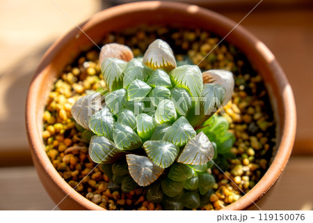 夏越えをしたオブツーサ（風船のような多肉植物） 119150076