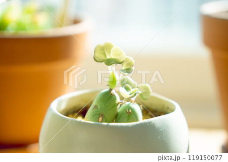 ちぎれてから復活した多肉植物 119150077