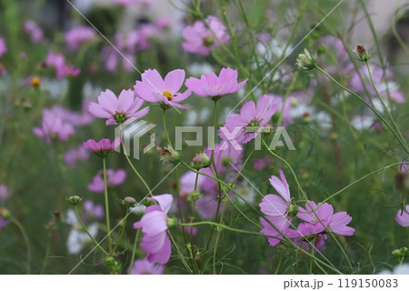 秋の公園に咲くピンク色のコスモスの花 119150083