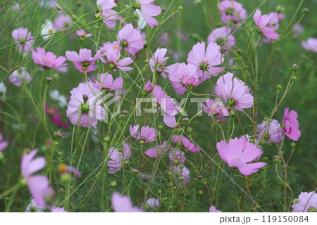 秋の公園に咲くピンク色のコスモスの花 119150084
