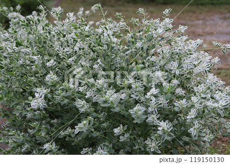 秋の庭に咲くハツユキソウの緑に白い縁取りのある葉と白い小さいな花 秋の庭に咲くハツユキソウの緑に白い縁取りのある葉と白い小さいな花 119150130