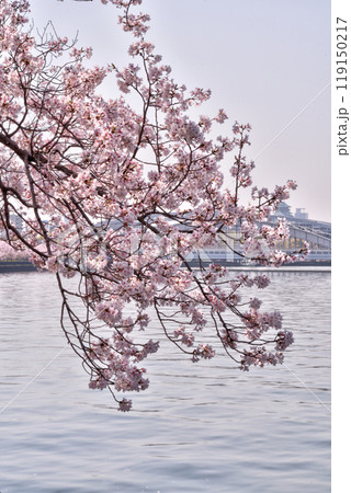 桜宮の桜 桜宮の桜 119150217