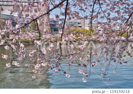 桜宮の桜 桜宮の桜 119150218