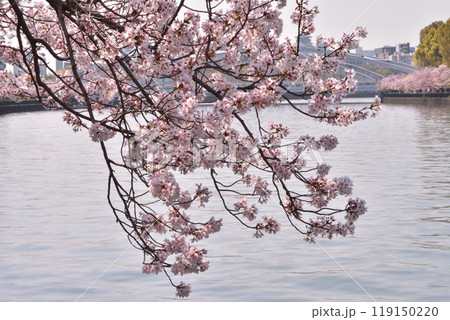 桜宮の桜 桜宮の桜 119150220