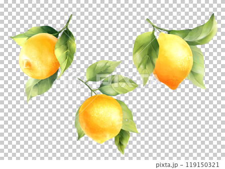 Lemons with leaves, isolated on white background. Hand drawn illustration. 119150321