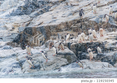 Gentoo Penguins in the snow Gentoo Penguins in the snow 119150345