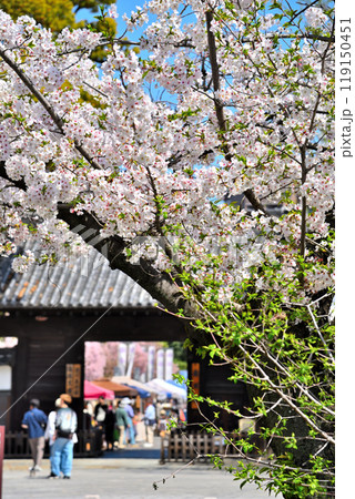 《愛知県》名古屋市　徳川園黒門の桜 119150451