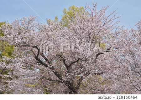 桜宮の桜 桜宮の桜 119150464