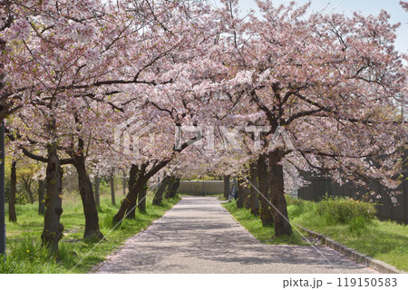 桜宮の桜 桜宮の桜 119150583
