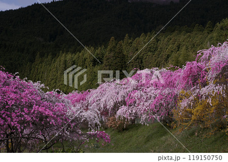 枝垂花桃 枝垂花桃 119150750