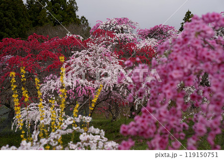 枝垂花桃 119150751