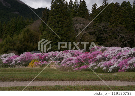 枝垂花桃 枝垂花桃 119150752