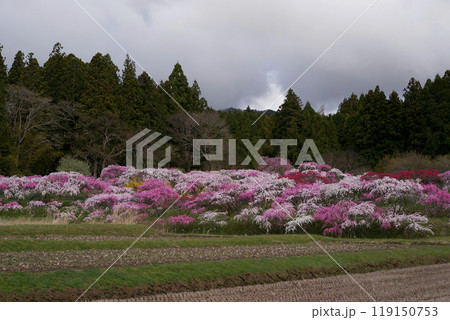 枝垂花桃 119150753