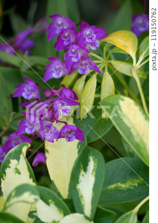 シンビジウム 119150762