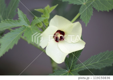 オクラの花びら 119150836